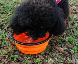 Dog Food Water Bowl
