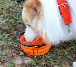 Dog Food Water Bowl