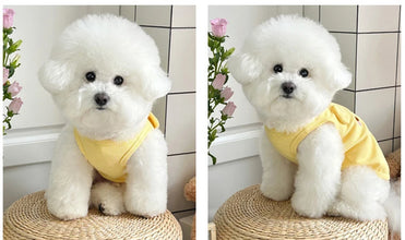 Summer Dog Clothes
