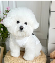 Summer Dog Clothes